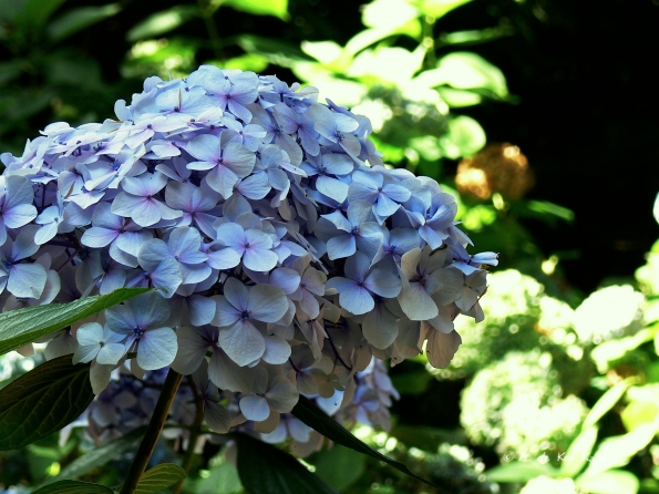 Bois des Moutiers  (84) Summer 2012